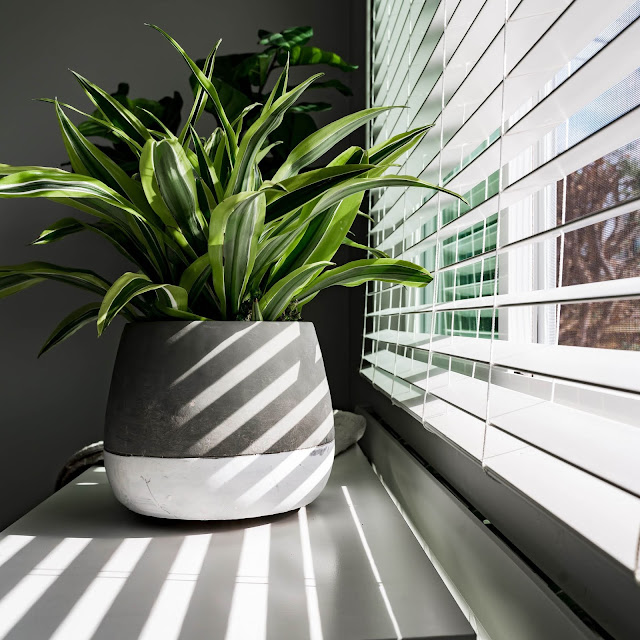 Indoor And Outdoor Plants