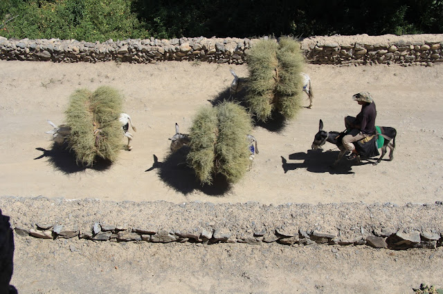 Ouzbékistan, Sentyab, ânes, saxaoul, © L. Gigout, 2012