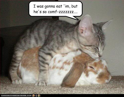 captions picture funny animals captions picture funny animals captions ...