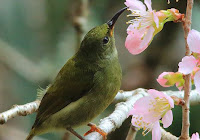 26++ Burung kolibri ijoan jantan terbaru