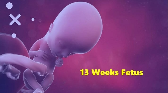 13 week pregnancy in Hindi,गर्भावस्था की दूसरी तिमाही शिशु का विकास,Second Trimester Fetal Development