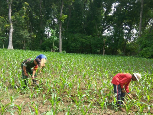 Wujudkan Ketahanan Pangan, Babinsa Ngrombo Bantu Petani Bersihkan Rumput Tanaman Jagung