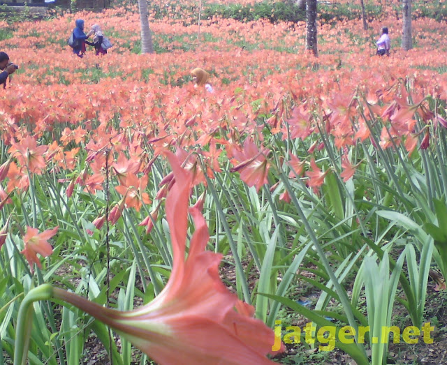 Bunga Amaryllis brambang procot puspa patuk