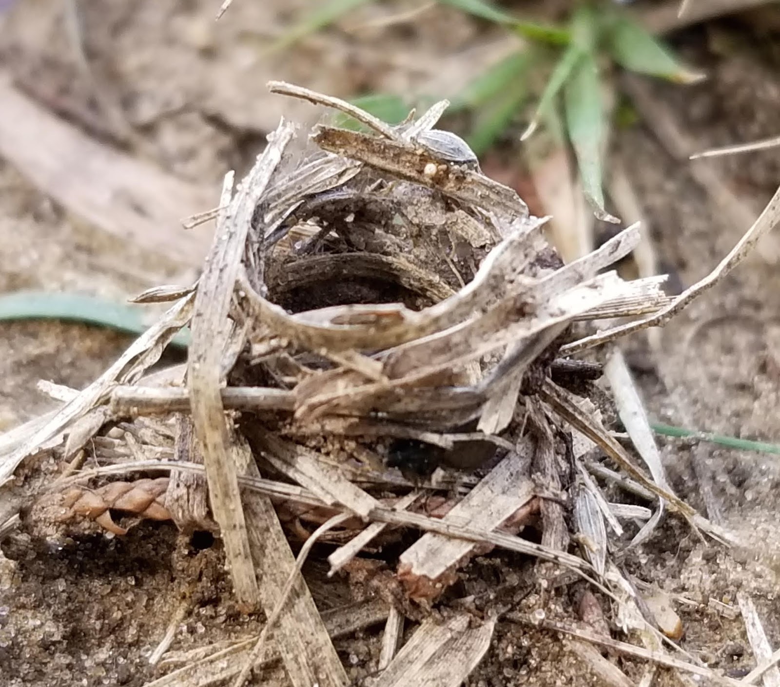 Springfield Plateau Wolf Spider Hole