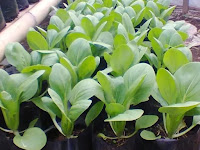 Polybag, Pilihan Tepat Untuk Pembibitan dan Bertanam