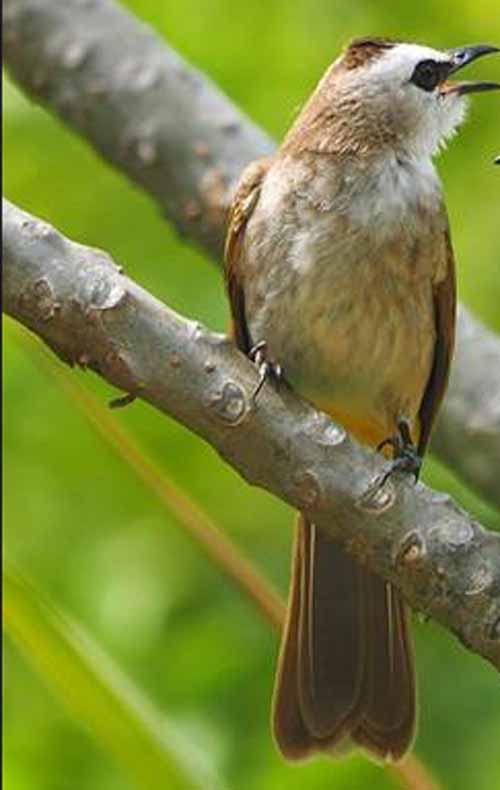 Rahasia!! Ciri Burung Trucukan Jantan Yang Bermental Bagus