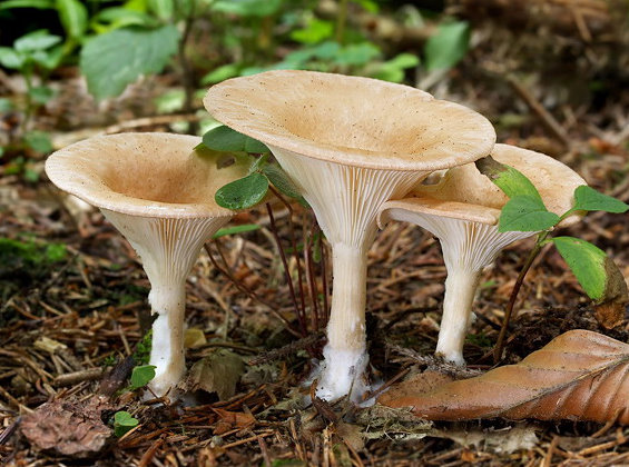 Gasztro, szépség, egészség: Sereges tölcsérgomba (Clitocybe gibba)