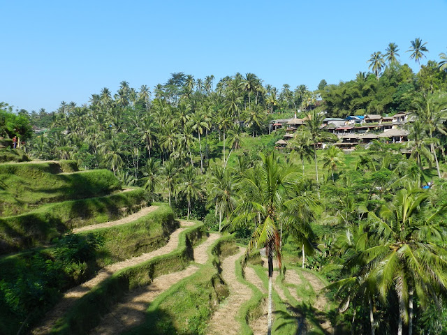 risaie di Tegalalang bali