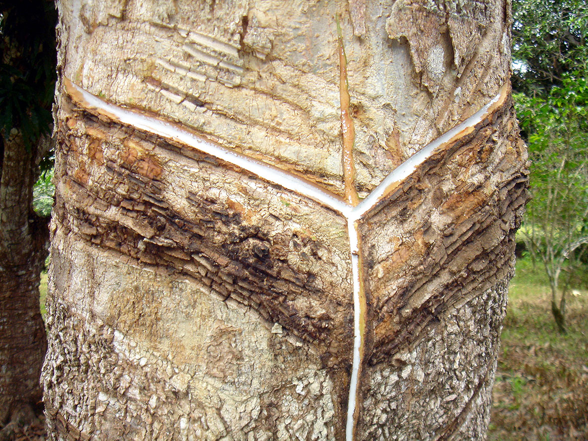 Blog Teócrito Abritta Noli Tangere Circulos Meos Seringueiras