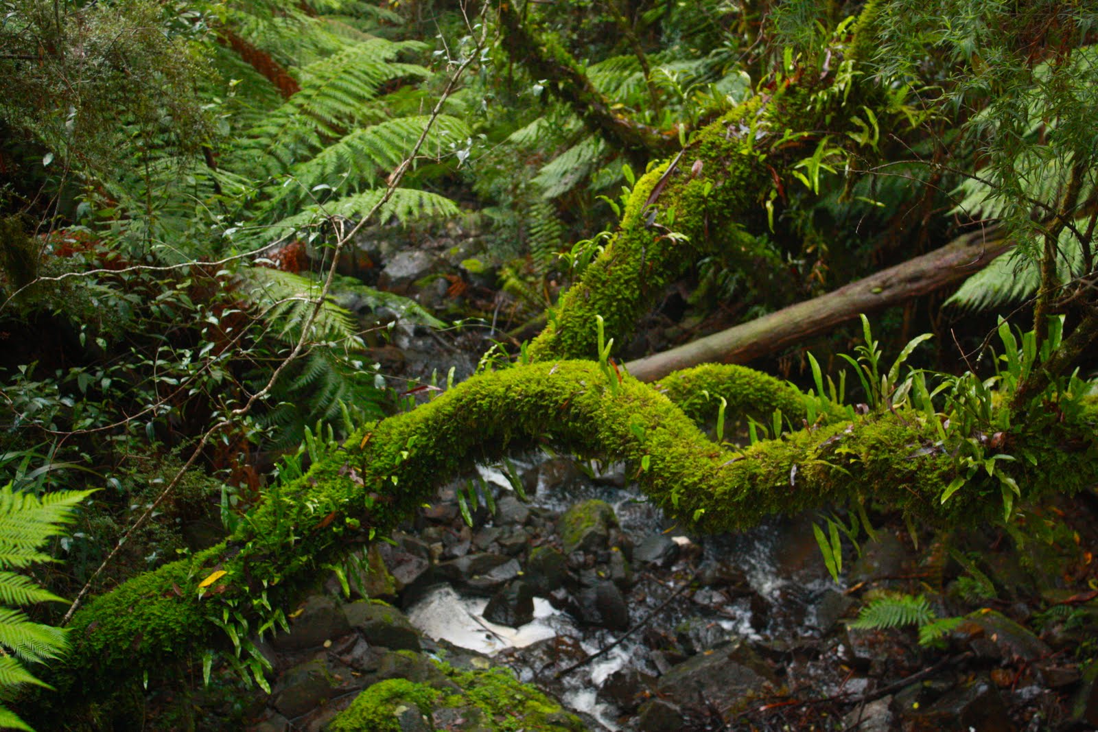 Keys Down Under Dandenong Ranges National Park