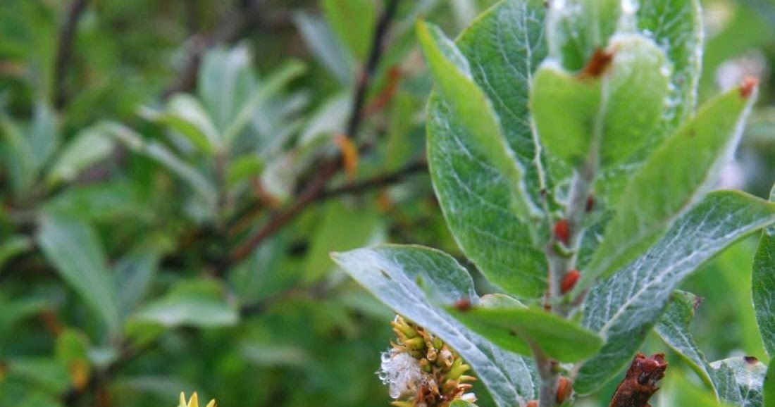 Trees Salix alaxensis Alaska willow Feltleaf Willow