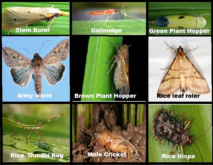 Insect Pest Management in Rice Crop for a Bumper Harvest Agrovista
