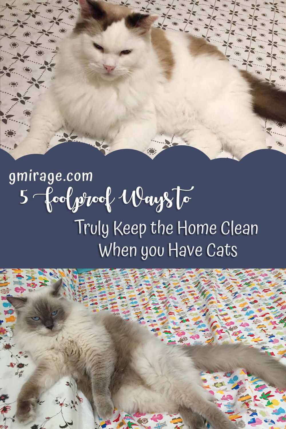 5 Foolproof Ways to Truly Keep the Home Clean When you Have Cats
