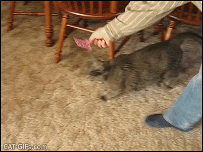 Funny Cat GIF • Blue Cat walking backwards with Post-it stuck on his head, haha, hilarious prank Funny Cat GIF • Blue Cat walking backwards with Post-it stuck on his head, haha, hilarious prank