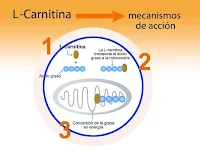 L-Carnitina: Funciones