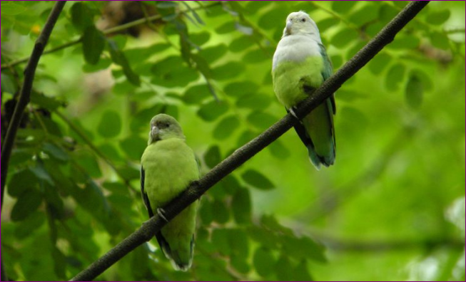 Jenis Burung Lovebird Tercantik yang Ada di Dunia Jenis Burung Lovebird Tercantik yang Ada di Dunia