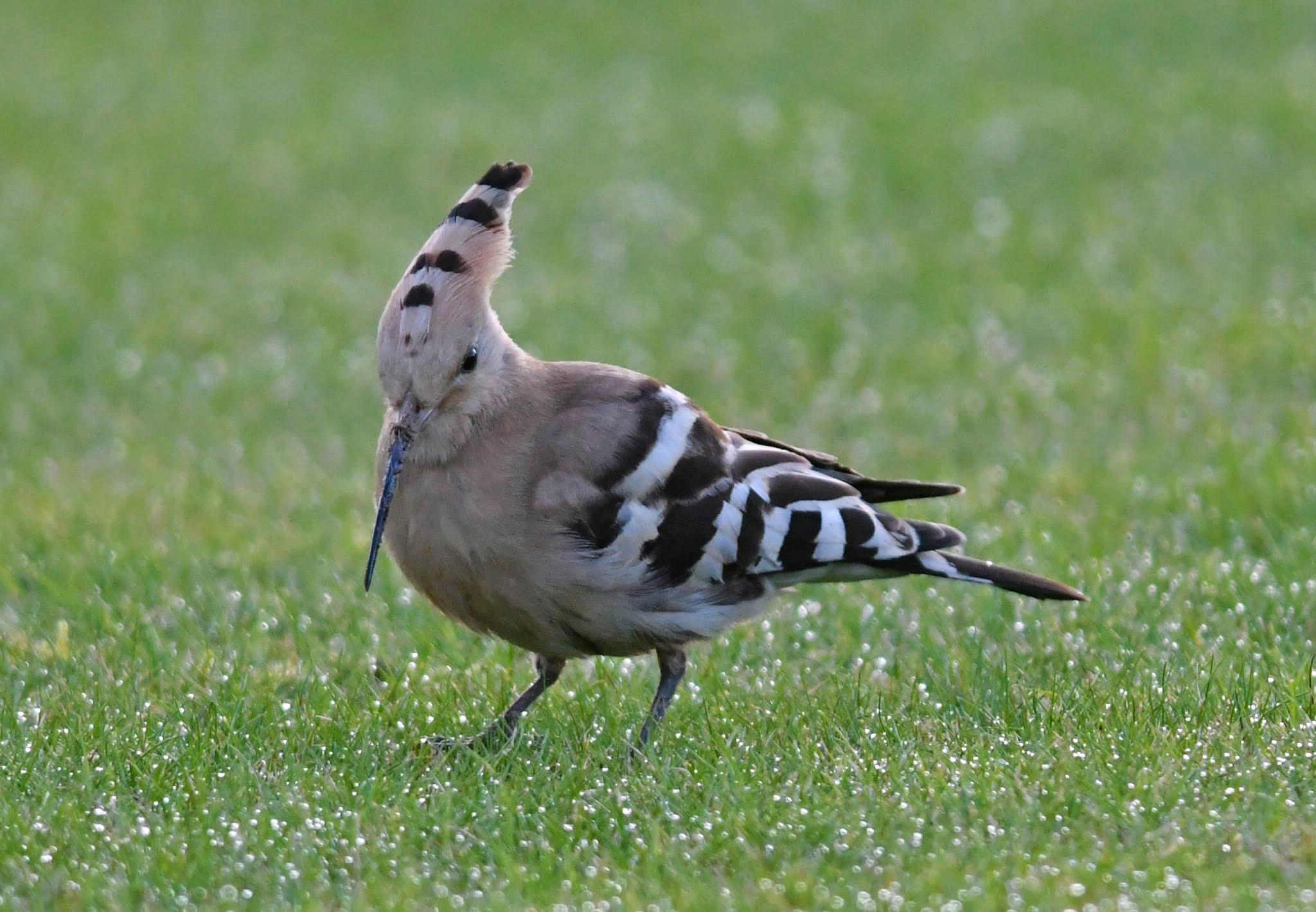 The Early Birder Hoopoe Collingham