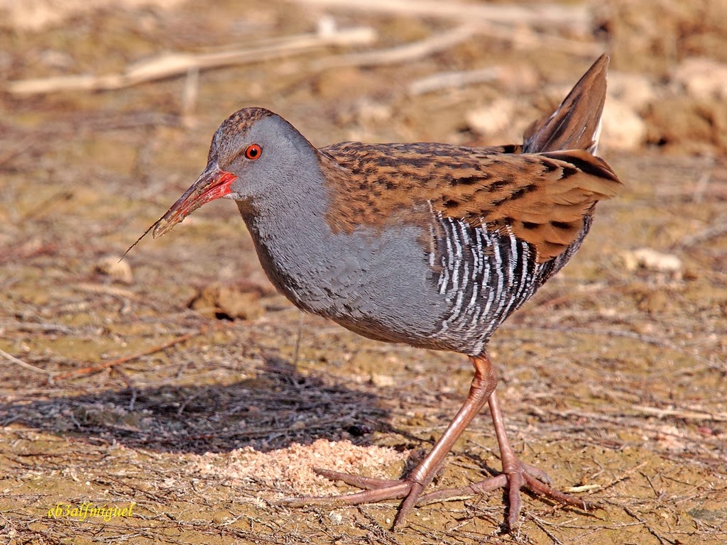 Miguel fotografia: Rascón común o europeo (Rallus aquaticus)
