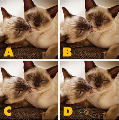 Which image is different? image 13