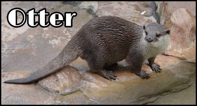 Otter Animals Information In Hindi