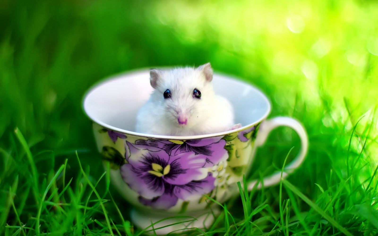  Wallpaper  Wallpaper  Cute  Animals  Gift of Nature 