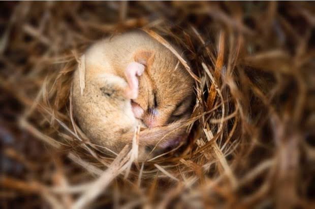 Penjelasan Hibernasi Mati Suri Dalam Hewan - Berita Aneh dan Unik Terbaru