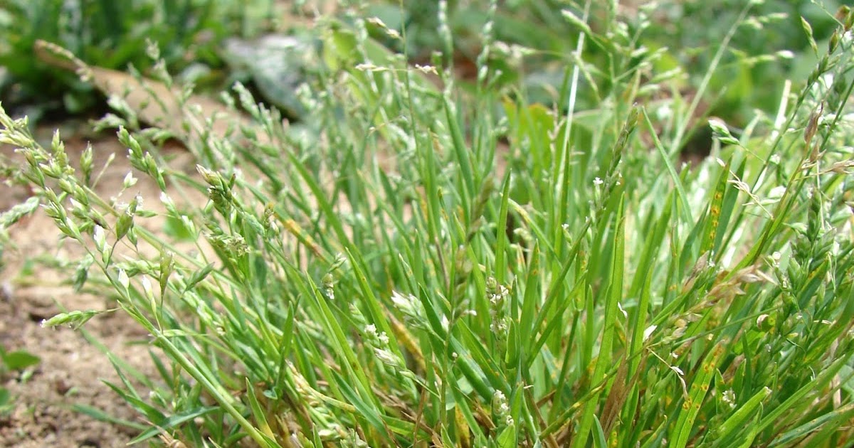 Plant World Poa annua