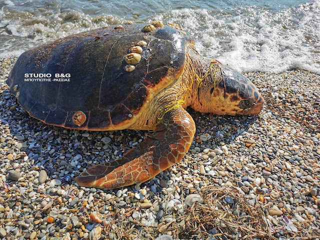 Νεκρή θαλάσσια χελώνα καρέτα καρέτα στην Αργολίδα (βίντεο)