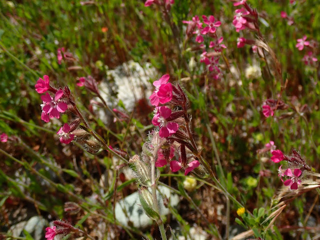 Silene gallica Silene gallica
