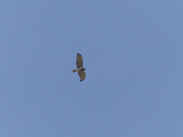 Águila Culebrera en vuelo cerca de la central térmica de Puente Nuevo .