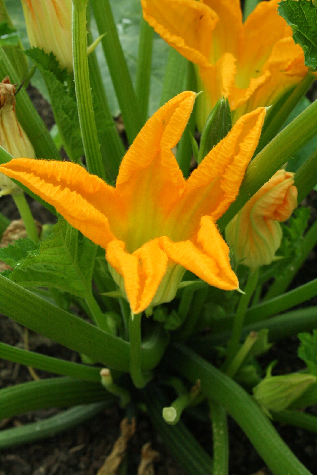 Self Pollinating Zucchini Varieties