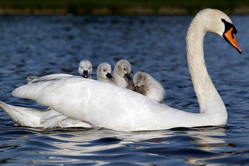 Mute swan facts, Cygnus olor, Where do mute swans live?