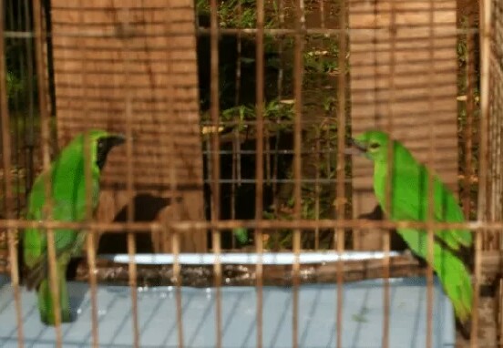 Begini Cara Ternak Cucak Ijo Bagi Pemula Yang Benar