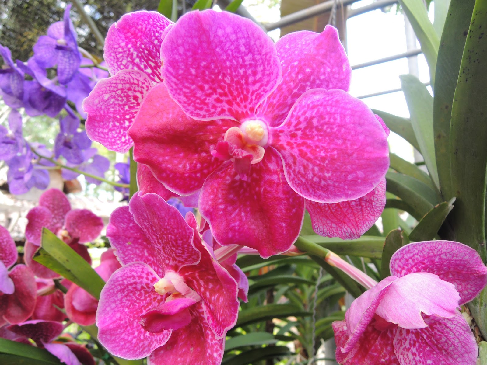 Letters From Annie (Douglass) Lima Orchid Nursery, Thailand