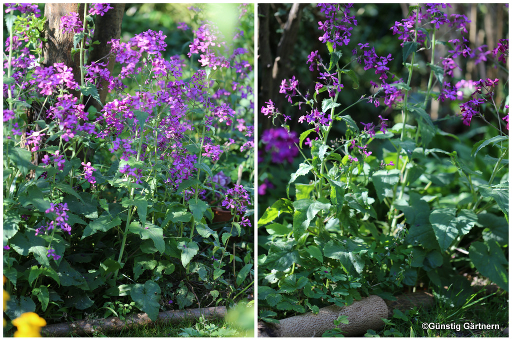 Gunstig Gartnern Hilfe Die Pflanzen Haben Den Rasen Geschrumpft