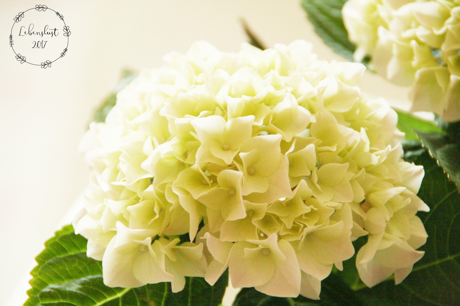 La Hortensia voller Lebenslust Blog