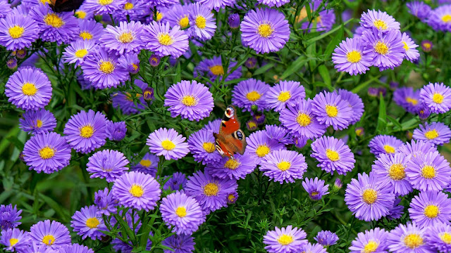 Butterfly flowers backdrop background