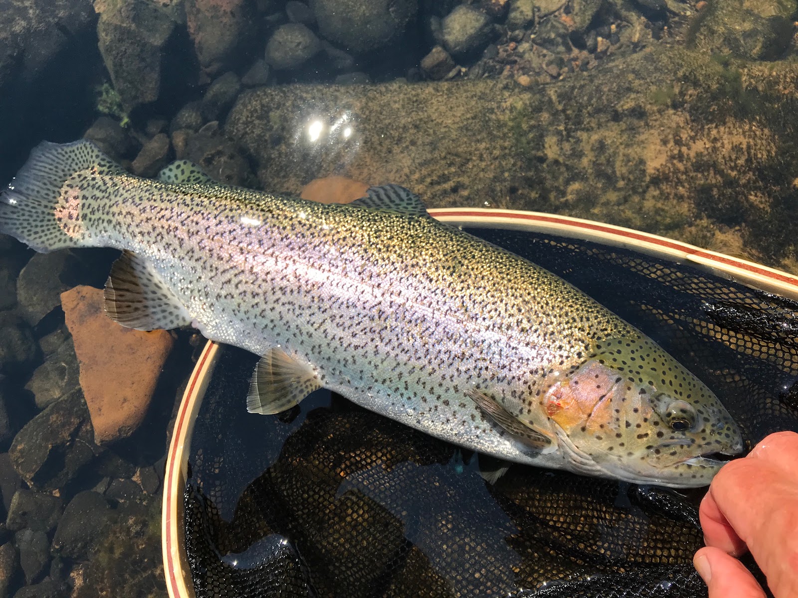 Fishing Through Life My Best Trout Fishing the Sipsey