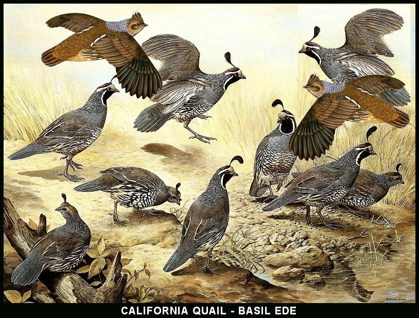 Click Quails And See Video