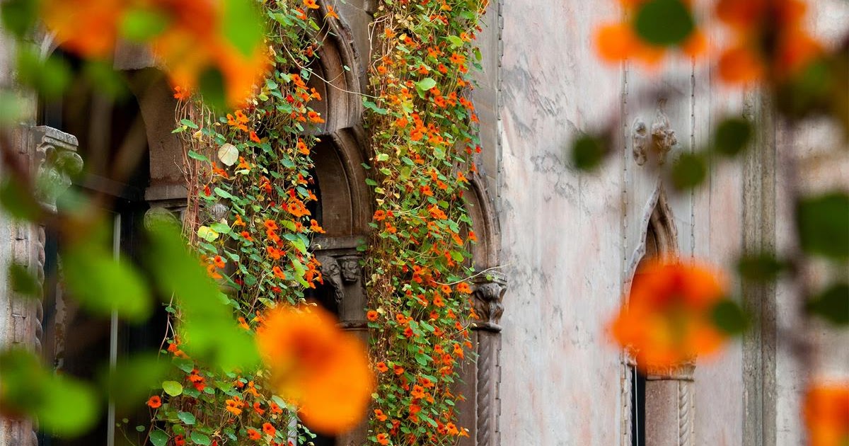 Las capuchinas y los invernaderos del Museo Gardner