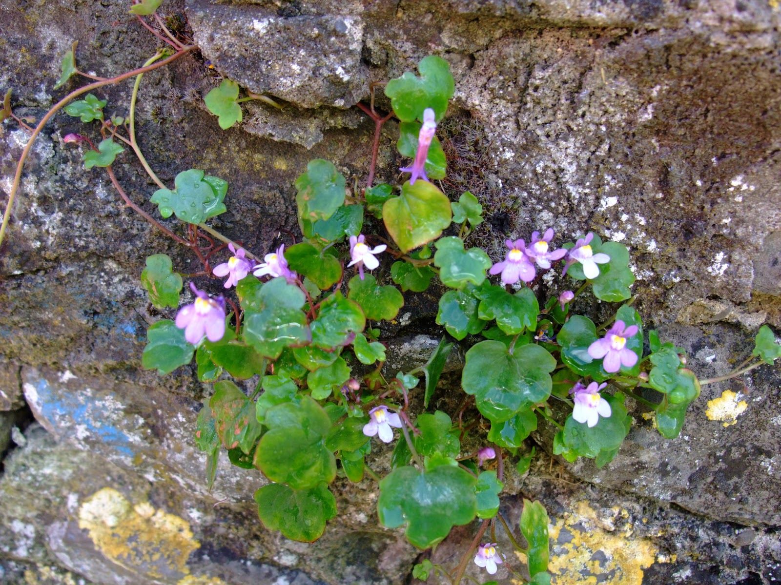 Ivy leaf toadflax plant