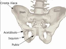 la%2Bpelvis