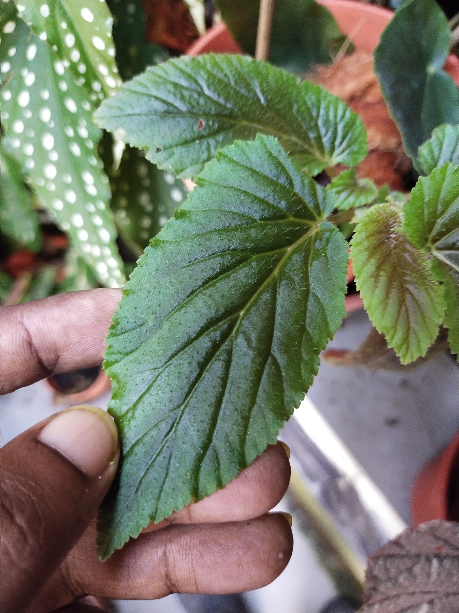 Terrarium Supplies Floral & Garden Crafts Home & Hobby RARE undescribed