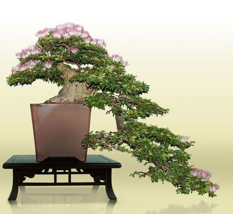 Inspirasi Bonsai Gaya Cascade Air Terjun