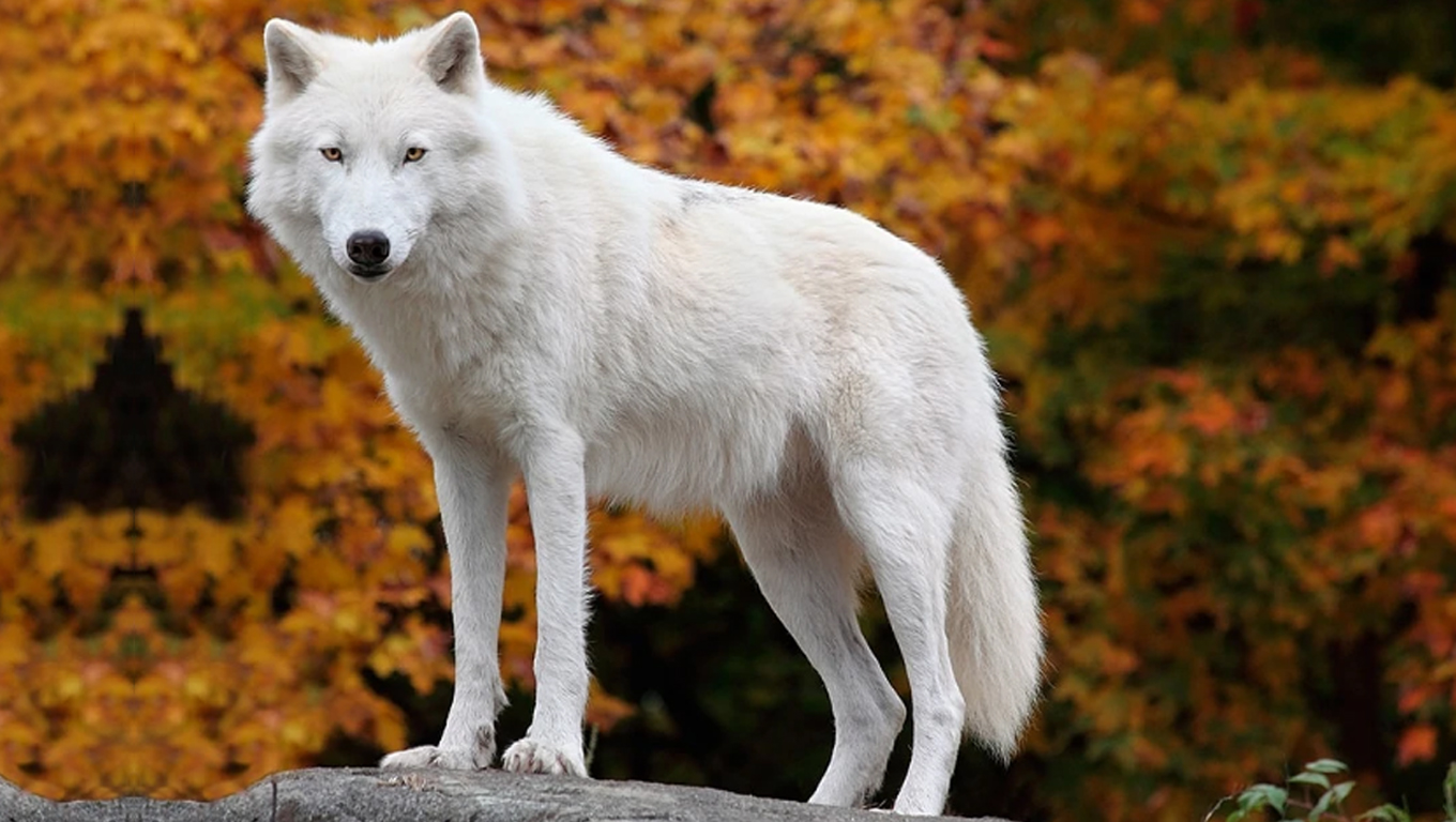 Câu chuyện Chó Sói - Wolf mang biểu tượng và ý nghĩa trong thần thoại