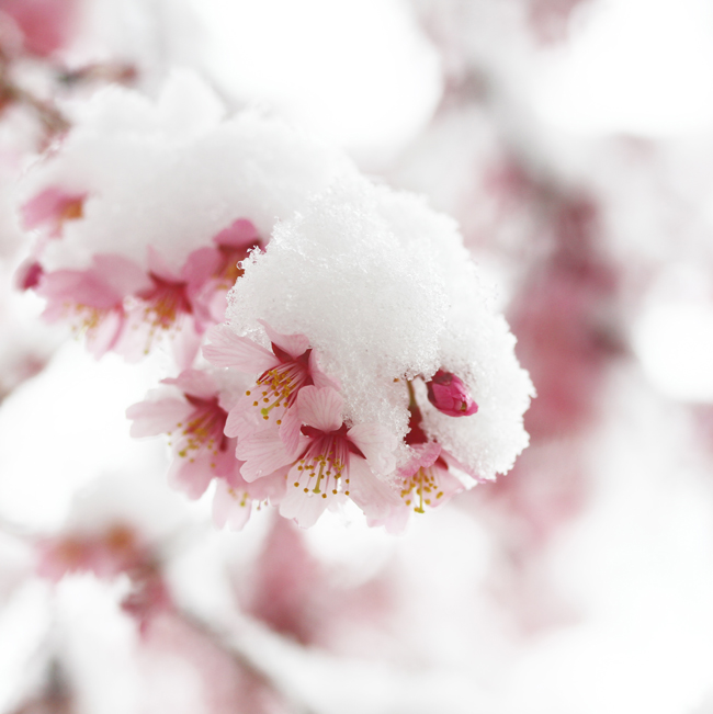 Cherry Blossoms, Spring in NYC, Cherry Blossoms in Snow, April Snow, Spring Snow, Sometimes It Snows In April