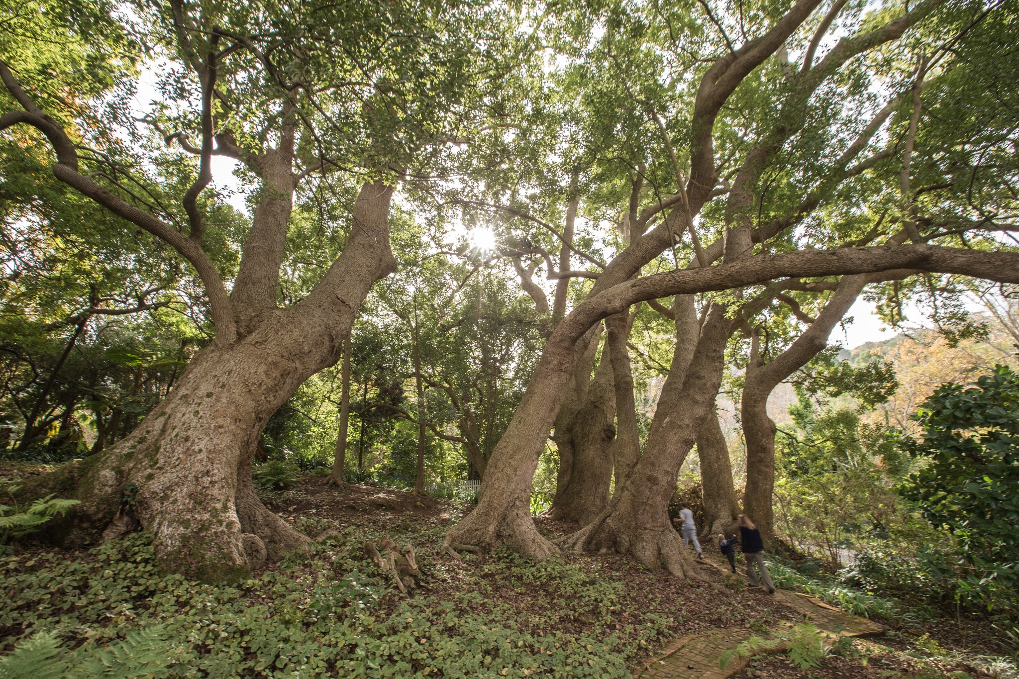 Cellars-Hohenort, Camphor Tree Grove, Champion Trees, Cape Town, Photo of camphor tree, Alex Aitkenhead, Constantia
