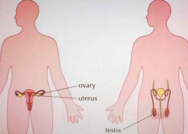 Fungsi dari testis pada alat reproduksi pria adalah