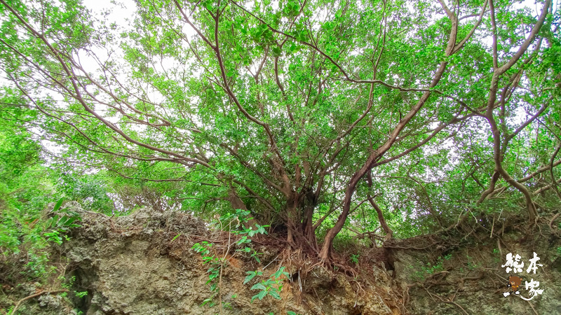 小琉球美人洞第2遊覽區|海上樂園、麗池、怡然園、一線天、迷人陣