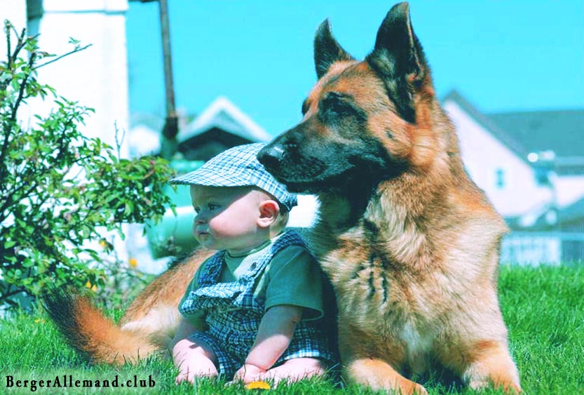 Mon Berger Allemand Me Protégeraitil?